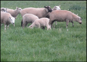 sheep-gestation