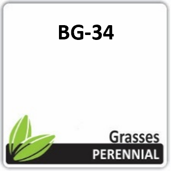 GP BG3