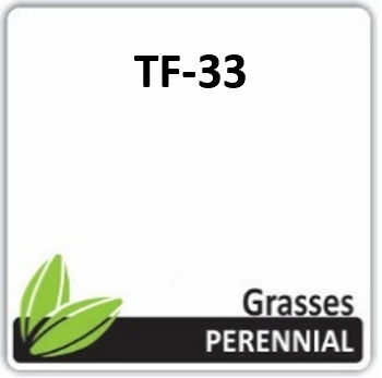 GP TF3