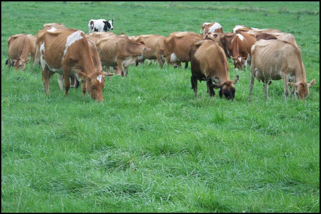 Dairy - High Quality Grass for Lactating Cows and Replacement Heifers ...