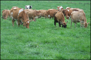 dairy-lactating-cows