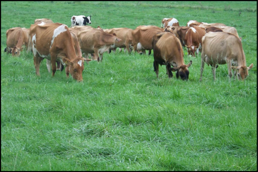 dairy lactating cows