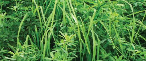 grass alfalfa