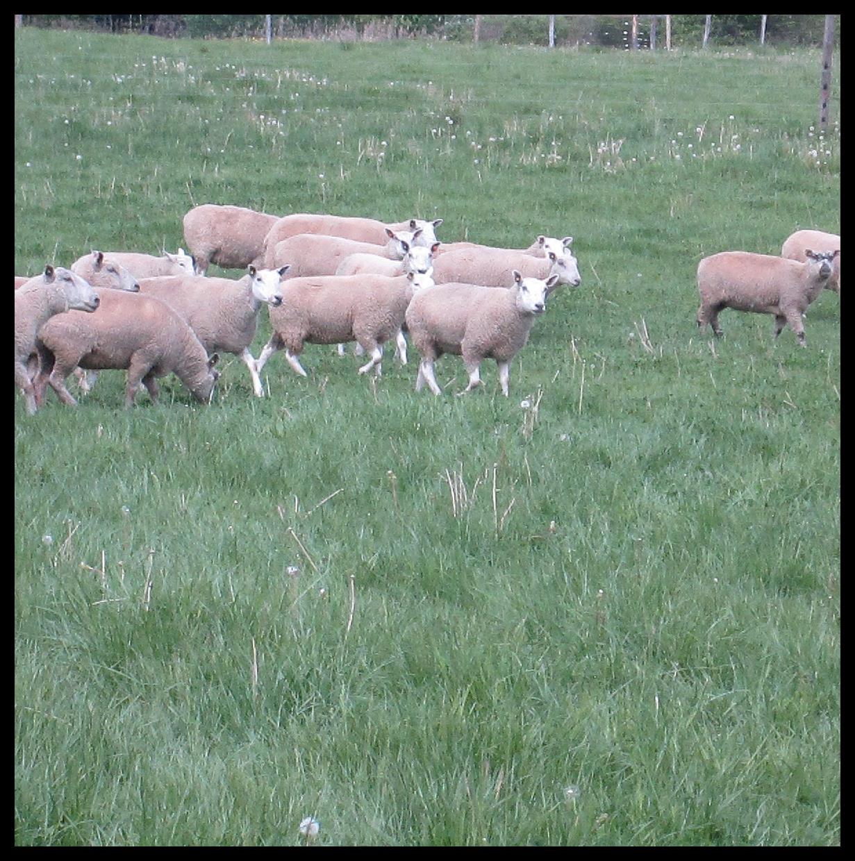 sheep pasture forage