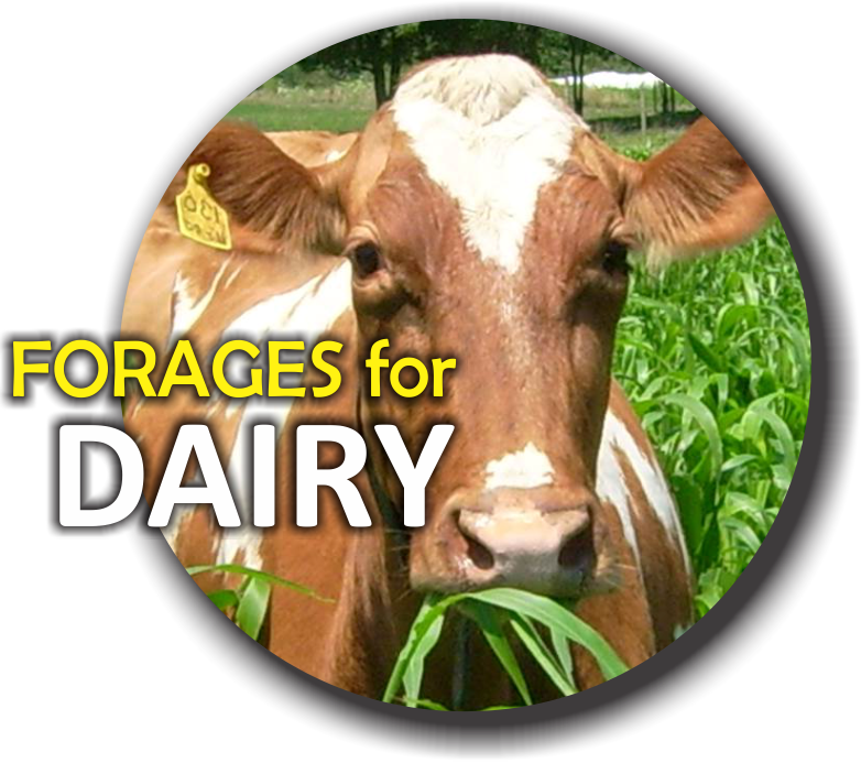 Forages for Dairy