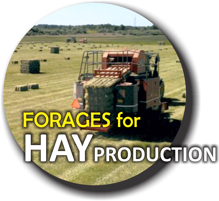 Forages for Hay Production
