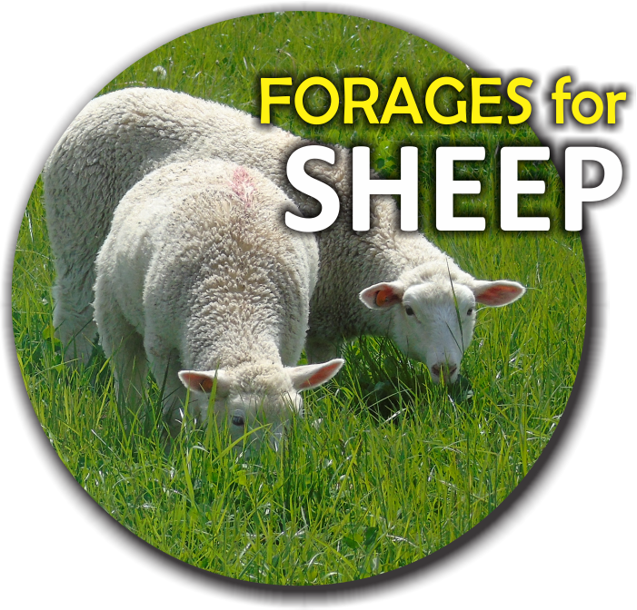 Forages for Sheep