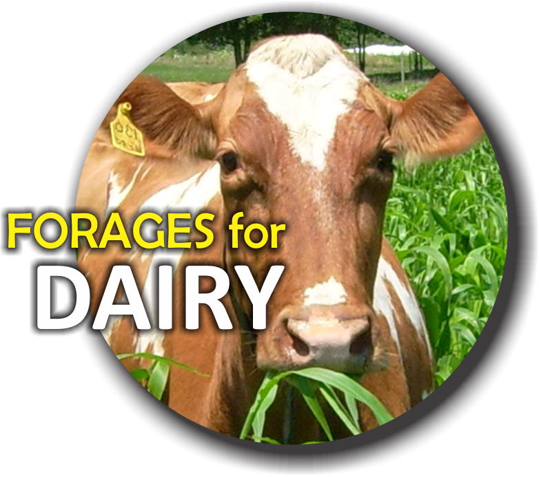 Dairy