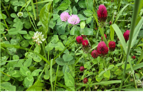 white red crimson pic