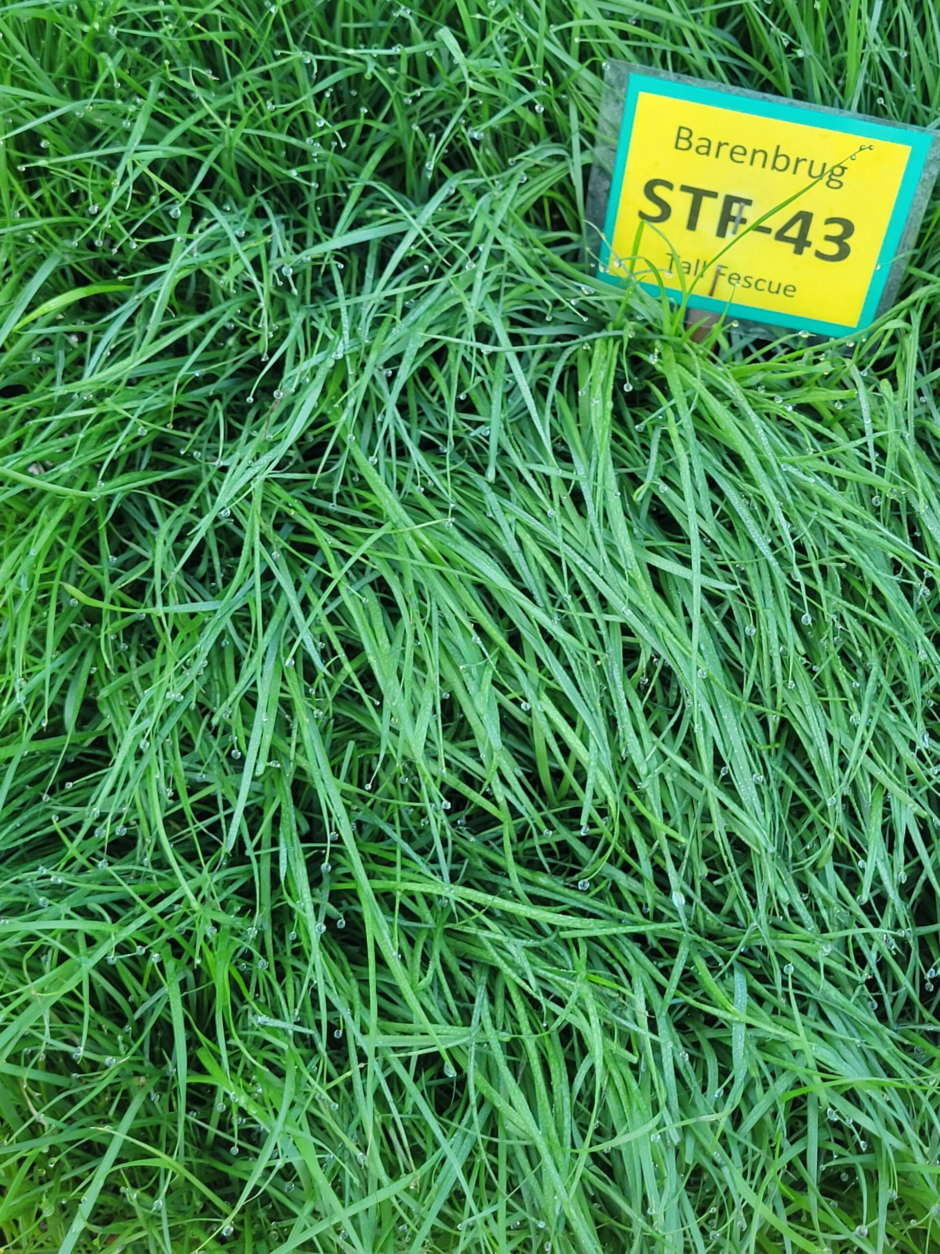 Barenbrug TF-33 Tall Fescue Blend - Image 3