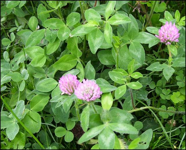 Freedom! Premium Red Clover - Image 3