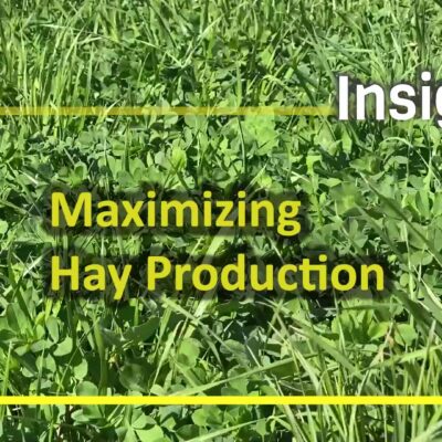 Insights: "Maximizing Hay Production"