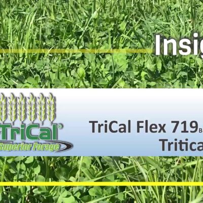 TriCal Flex 719 Triticale 2 frame at 0m2s